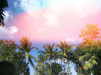 Low angle view of palm trees against sky