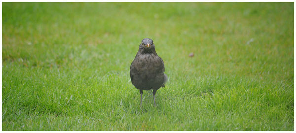 Bird perching on a field