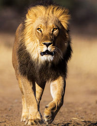 Close-up of lioness