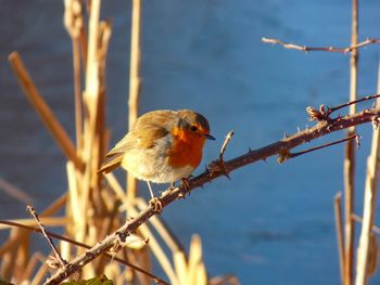 Close-up of bird perching on branch