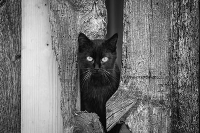 Close-up of black cat