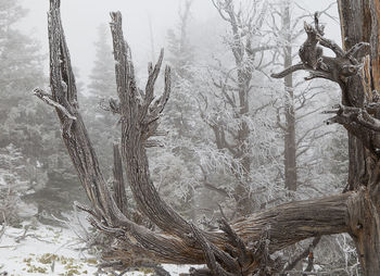 Trees in forest during winter