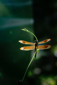 Close-up of insect on leaf