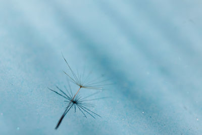 Close-up of dandelion against blue sky