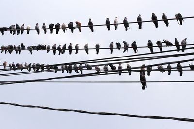 Low angle view of birds perching on cable against sky