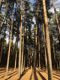 View of trees in forest