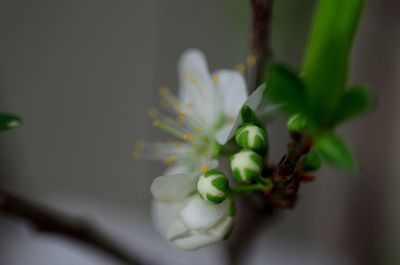 Close-up of white flower bud