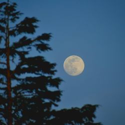 Low angle view of moon against clear sky at night