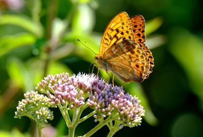Close-up of butterfly pollinating on flower