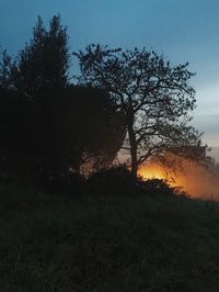 Trees on field at sunset