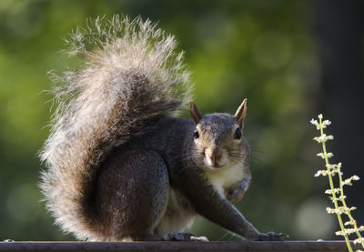 Close-up of squirrel