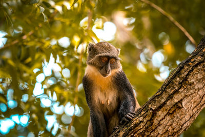 Little wild monkey on a tree in the safari wild park of tsavo east in kenya africa.