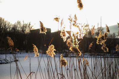 Close-up of plants against clear sky