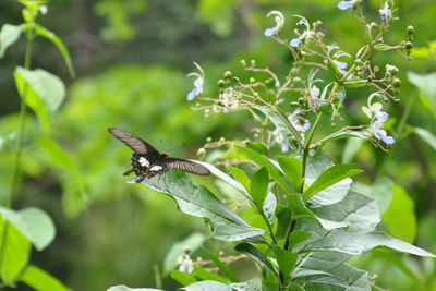 Butterfly perching on a plant