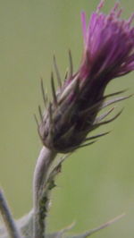 Close-up of purple flower