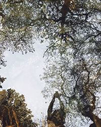 Low angle view of tree against sky