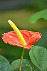 Close-up of red flower