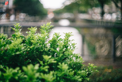 Close-up of potted plants