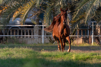 Horse standing in a field