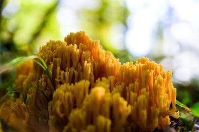 Close-up of yellow flowers blooming outdoors