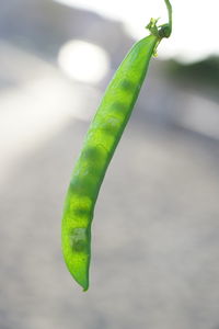 Close-up of green leaf