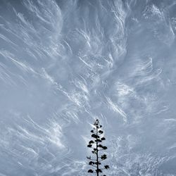 Low angle view of frozen tree against sky