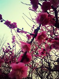 Low angle view of pink flowers blooming on tree