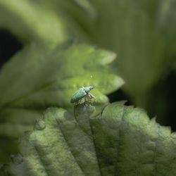Close-up of insect on leaf