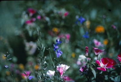 Close-up of pink flowering plants