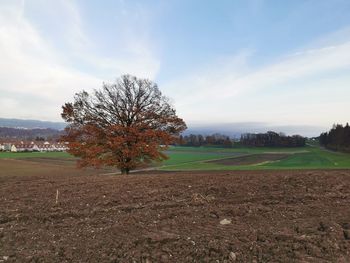 Tree on field against sky