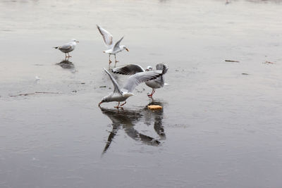 Birds on a frozen lake in the winter months 