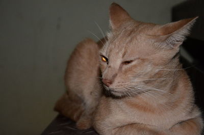 Close-up of ginger cat sitting at home