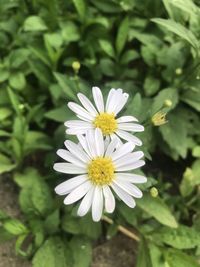 Close-up of white daisy flower