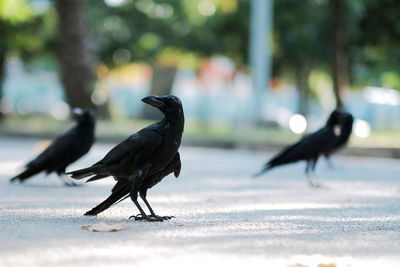 Birds perching on a bird