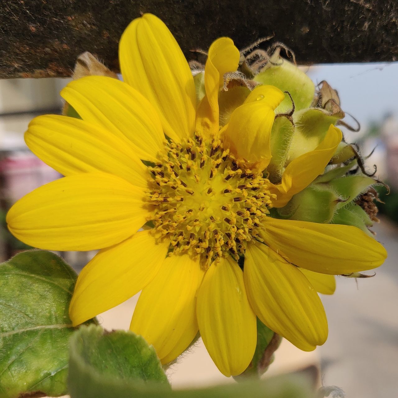 CLOSE-UP OF YELLOW FLOWER AGAINST BLURRED BACKGROUND