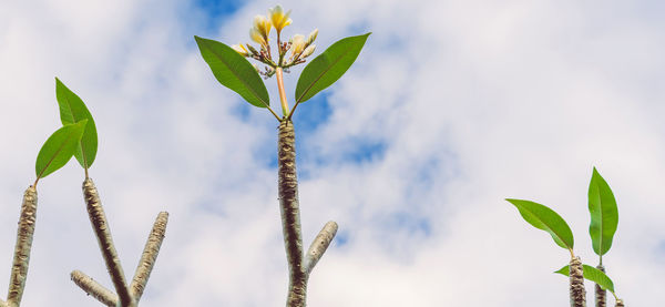 Close-up of leaves against sky