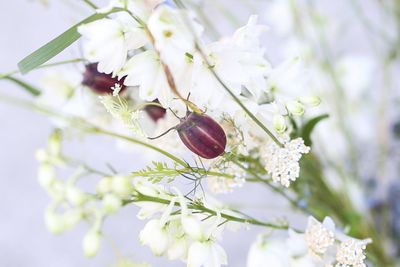 Close-up of white flowers on branch