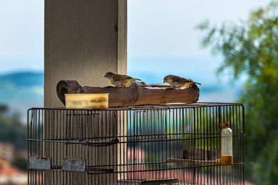 Close-up of bird perching on metal against sky