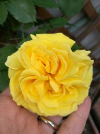 Close-up of hand holding yellow flower