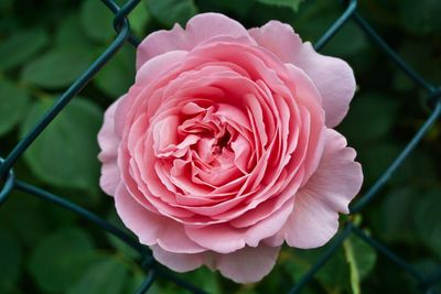 Close-up of pink rose