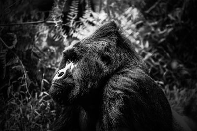 Side view of a gorilla looking away