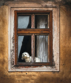 Dog looking through window of a house