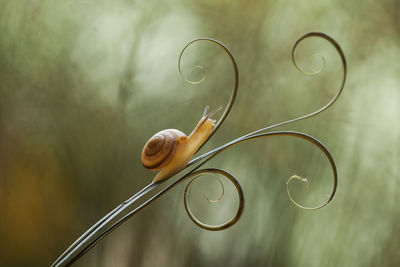 Close-up of snail on plant