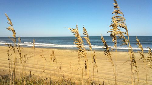 Scenic view of sea against clear sky