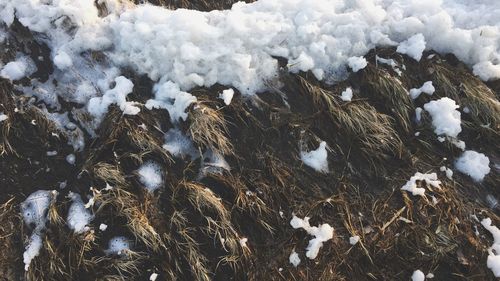 Close-up of snow on ice