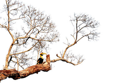 Low angle view of bare trees against clear sky