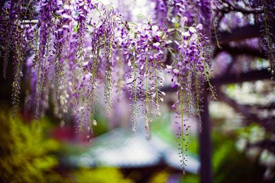 Close-up of purple flowering plant