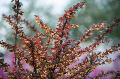 Low angle view of flowering plant