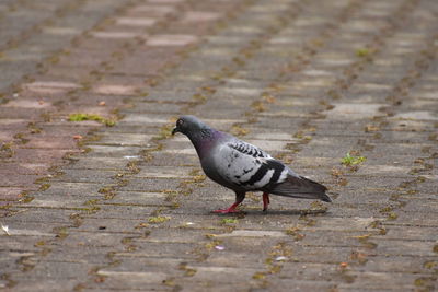 High angle view of pigeon on footpath