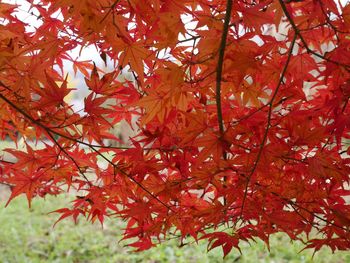 Low angle view of maple tree